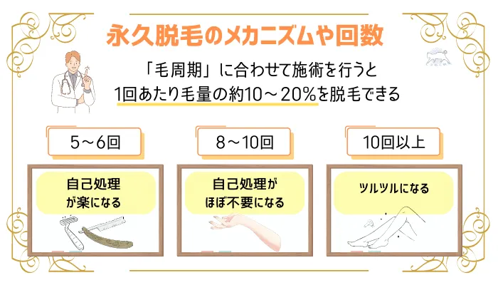 永久脱毛のメカニズムや回数